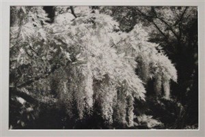 Image description is not available for 2004.006